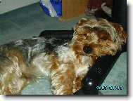 Jorkšírský terier, Yorkshire Terrier,
