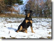 Deutscher Jagdterrier