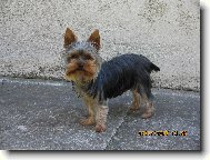 Jorkšírský terier, Yorkshire Terrier,