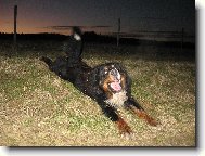 Berner Sennenhund