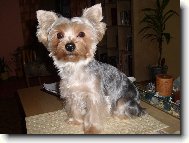 Jorkšírský terier, Yorkshire Terrier,