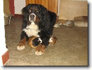 Berner Sennenhund