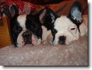 Bouledogue francais, French Bulldog