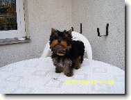 Jorkšírský terier, Yorkshire Terrier,