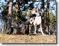 Deutsche Dogge