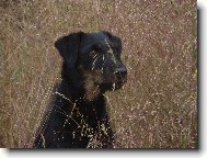 Deutscher Jagdterrier