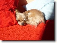 Jorkšírský terier, Yorkshire Terrier,