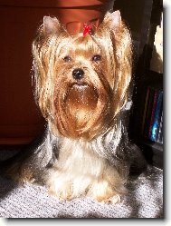 Jorkšírský terier, Yorkshire Terrier,