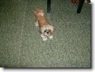 icu, Shih-Tzu