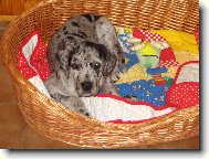 Deutsche Dogge