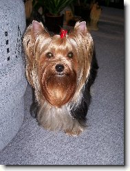 Jorkšírský terier, Yorkshire Terrier,
