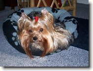 Jorkšírský terier, Yorkshire Terrier,