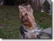Jorkšírský terier, Yorkshire Terrier,