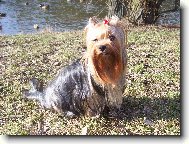 Jorkšírský terier, Yorkshire Terrier,
