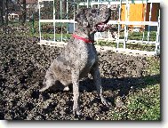 Deutsche Dogge