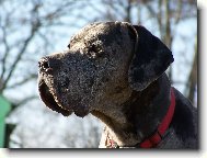 Deutsche Dogge