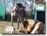Deutsche Dogge