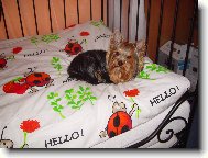 Jorkšírský terier, Yorkshire Terrier,