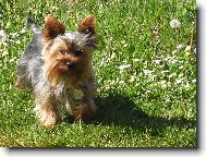 Jorkšírský terier, Yorkshire Terrier,