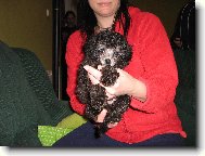 Toy Poodle