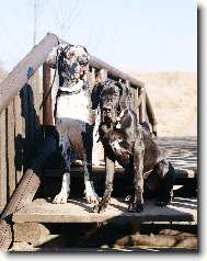Deutsche Dogge
