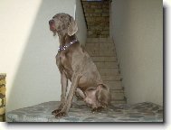 Weimaraner, Weimaraner Vorsterhund