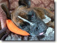 Deutscher Boxer