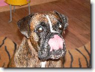 Deutscher Boxer