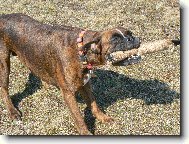 Deutscher Boxer