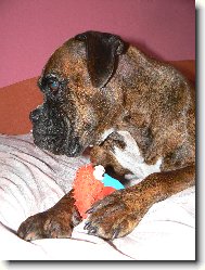 Deutscher Boxer