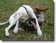 Deutscher Boxer