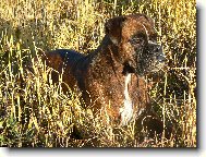 Deutscher Boxer