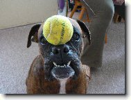 Deutscher Boxer