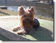 Jorkšírský terier, Yorkshire Terrier,