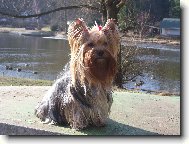 Jorkšírský terier, Yorkshire Terrier,