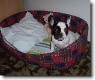 Bouledogue francais, French Bulldog