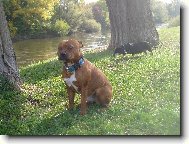 Staffordshire Bullterrier