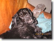 English Cocker Spaniel