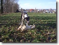 Deutsche Dogge