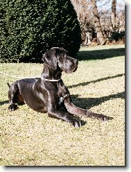 Deutsche Dogge