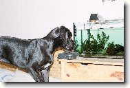 Deutsche Dogge