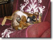 Deutscher Boxer