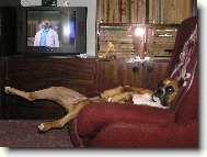 Deutscher Boxer