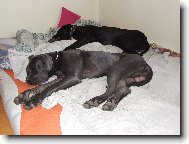 Deutsche Dogge
