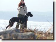 Deutsche Dogge