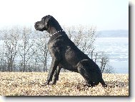 Deutsche Dogge
