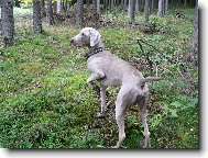 Weimaraner, Weimaraner Vorsterhund