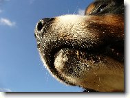 Berner Sennenhund