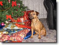 Patterdale terrier
