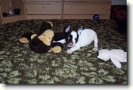 Bouledogue francais, French Bulldog